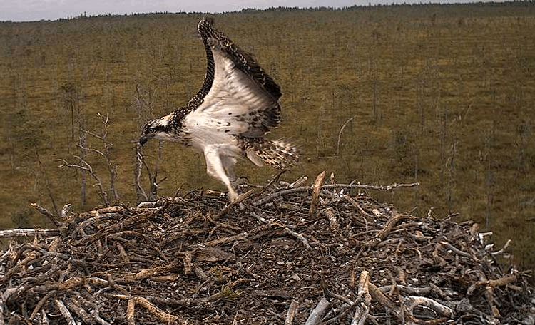 2009-08-12_123504.gif