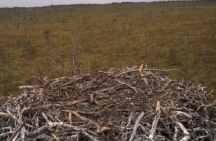 2009-08-12_123551.gif
