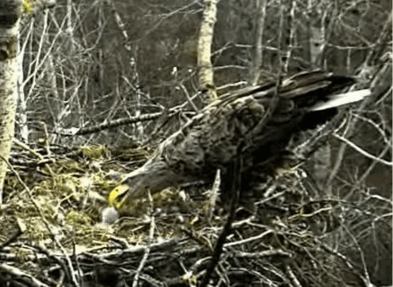2009-04-17_204004.gif