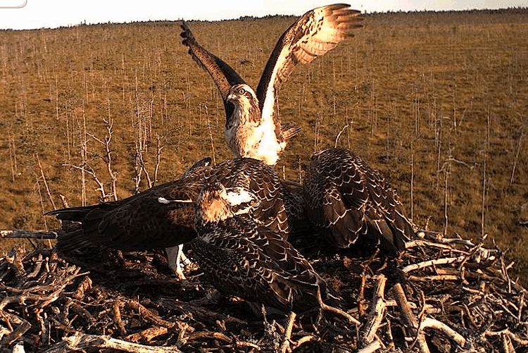 2009-08-14_065257.gif