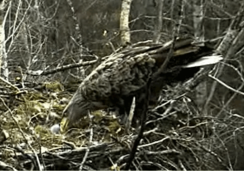 2009-04-17_204048.gif