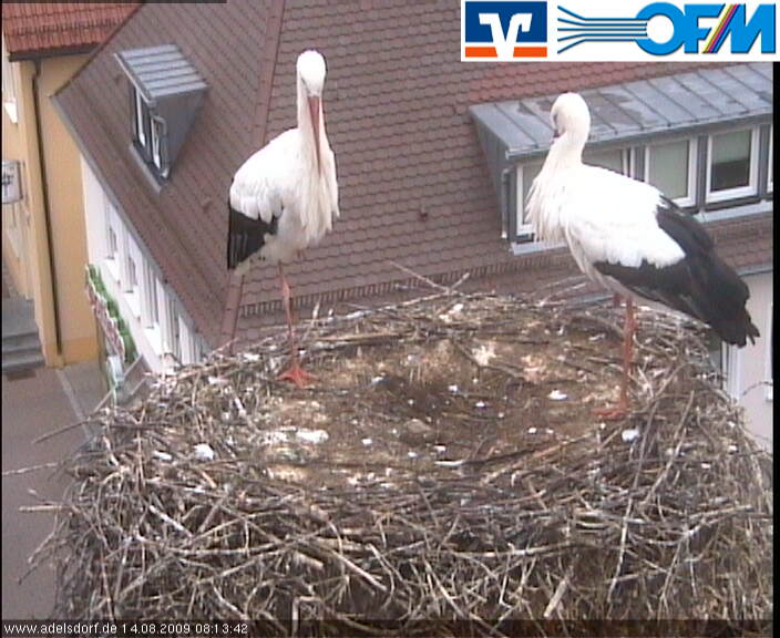 01_storch_aktuell_gross.jpg