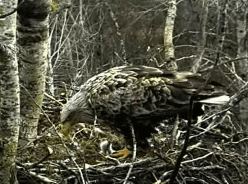 2009-04-17_204107.gif