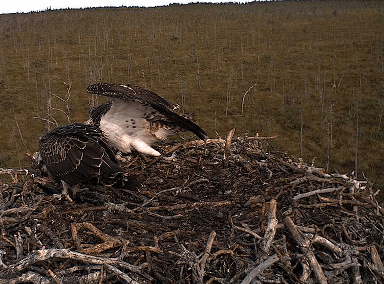 2009-08-14_092232.gif