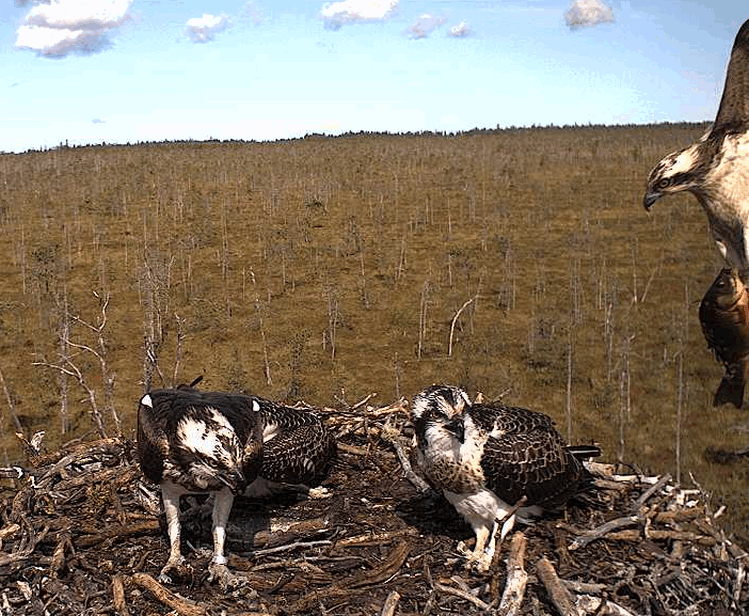 2009-08-14_103030.gif