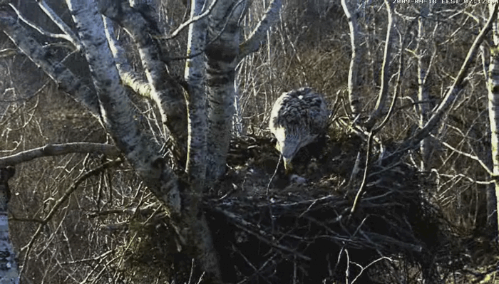 Linda_etet3.gif