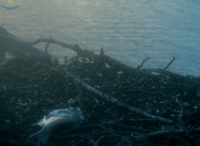2009-08-14_210825.gif