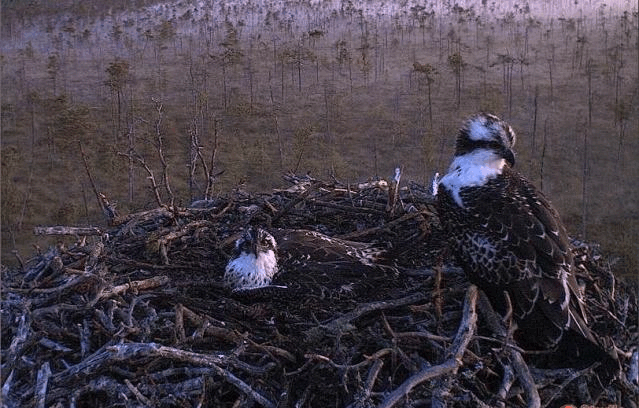 2009-08-15_051746.gif