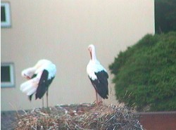 2009-08-15_055911.jpg