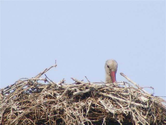 DSCF7356 (Small).JPG