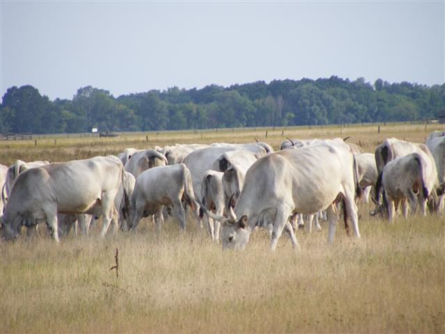 DSCF7353 (Small).JPG