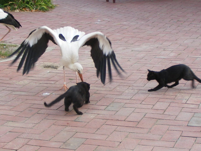 DSCF7390.JPG