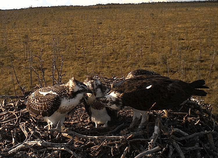 2009-08-15_163316.gif