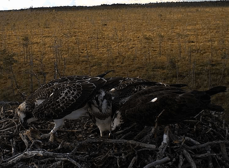 2009-08-15_163627.gif