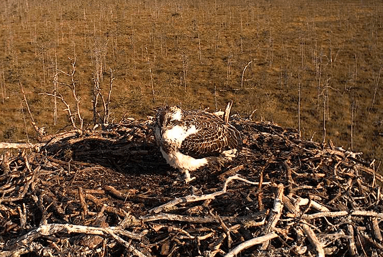 2009-08-16_072619.gif