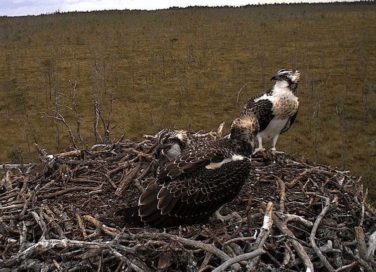 2009-08-16_164439.gif