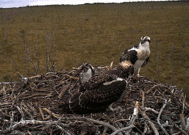 2009-08-16_164534.gif