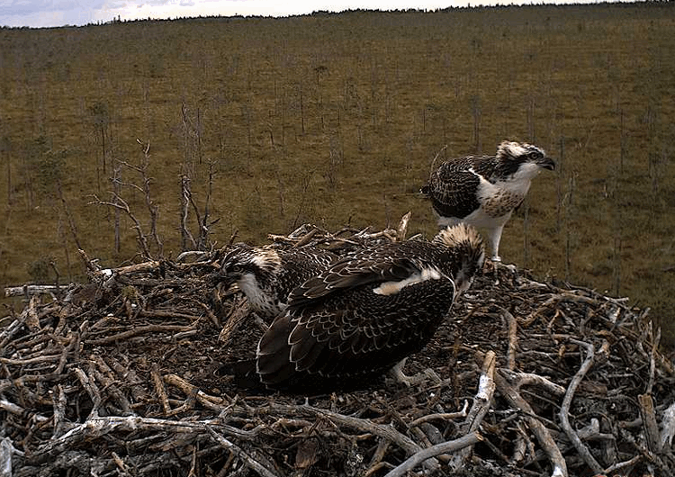 2009-08-16_164925.gif