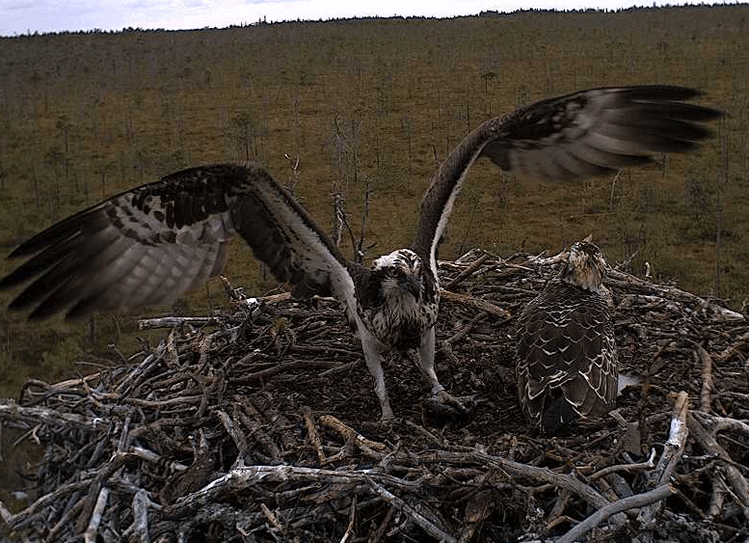 2009-08-16_173424.gif