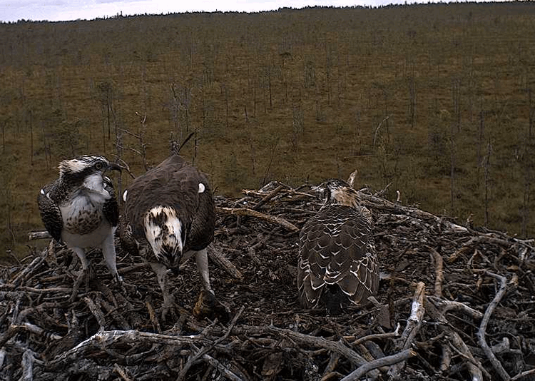 2009-08-16_173606.gif