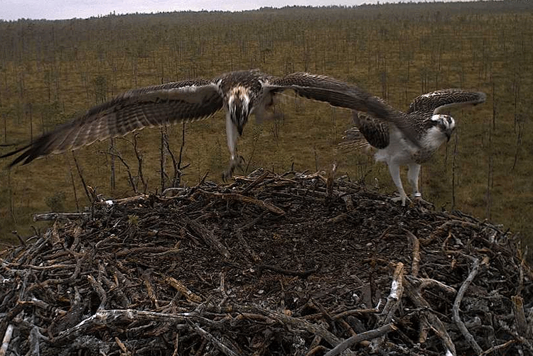 2009-08-16_174222.gif