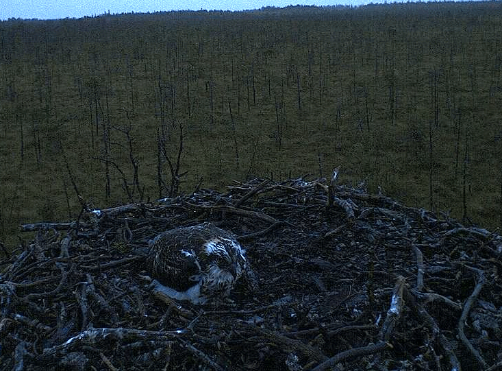 2009-08-16_202637.gif