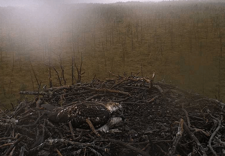 2009-08-17_055025.gif