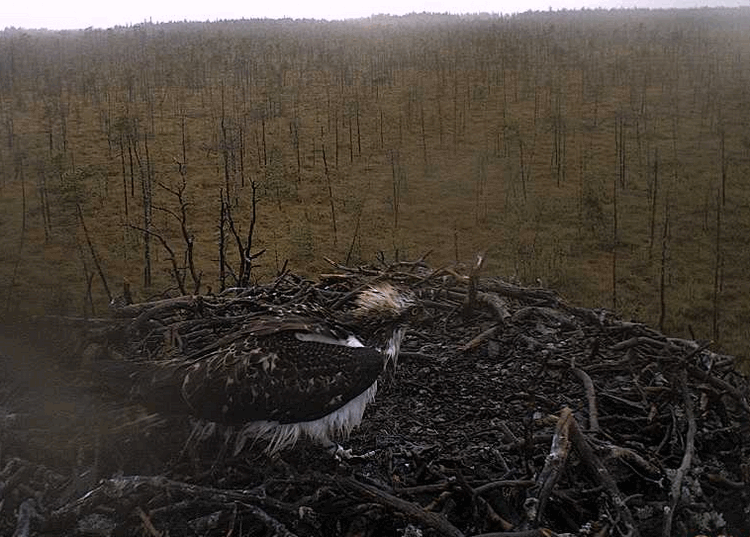 2009-08-17_060809.gif