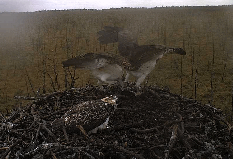 2009-08-17_104438.gif