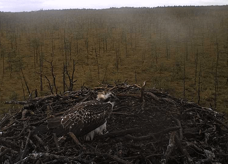 2009-08-17_105003.gif