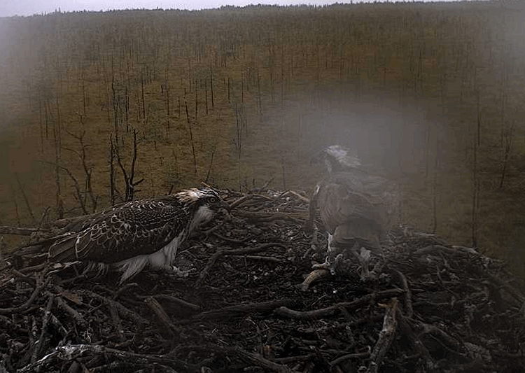 2009-08-17_111915.gif