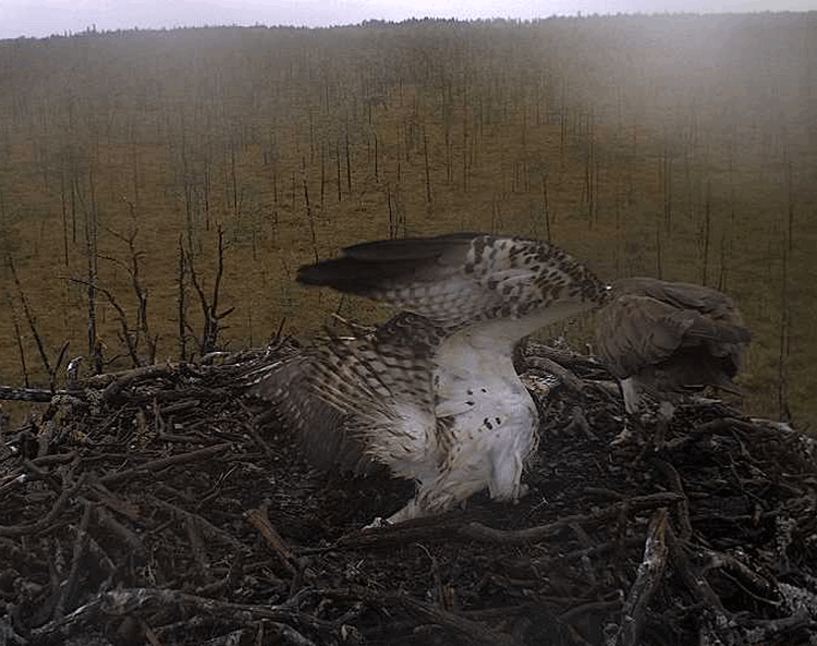 2009-08-17_112406.gif