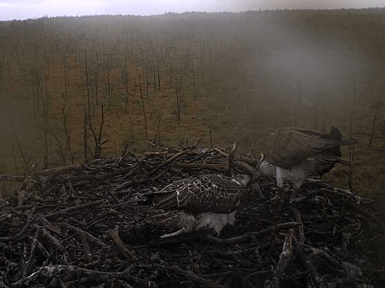 2009-08-17_112455.gif