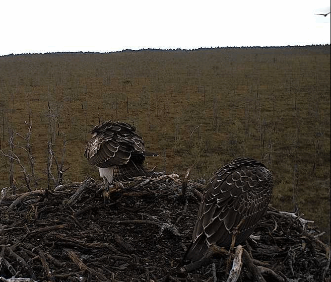 2009-08-17_172415.gif