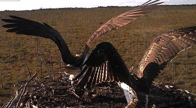H_08_19_01.JPG