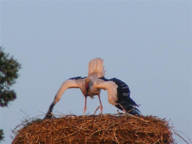 DSCF7437 (Small).JPG