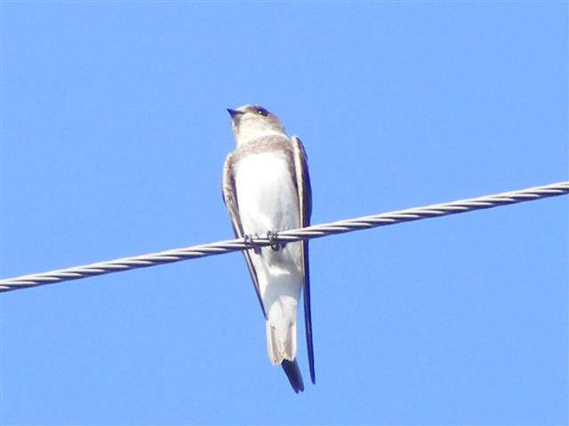 DSCF7531 (Small).JPG