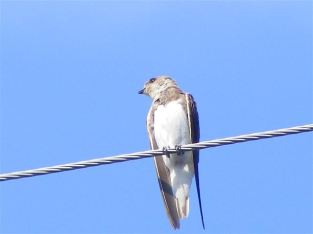 DSCF7533 (Small).JPG