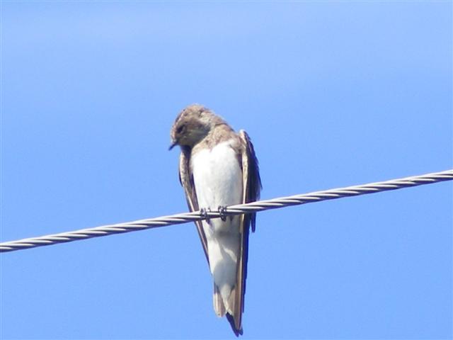 DSCF7535 (Small).JPG