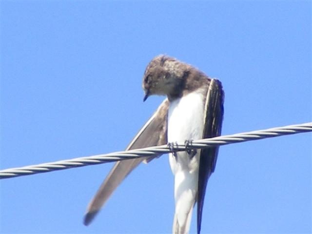 DSCF7538 (Small).JPG