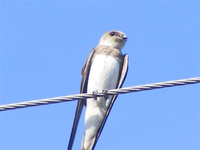 DSCF7540 (Small).JPG