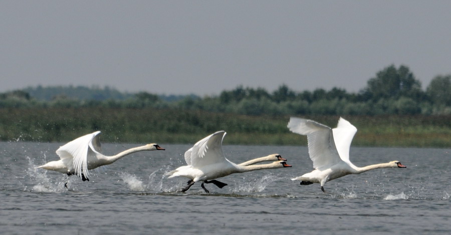 DSC_2616.jpg