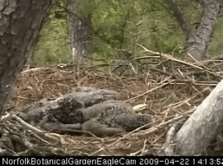 2009-04-22_201436.gif