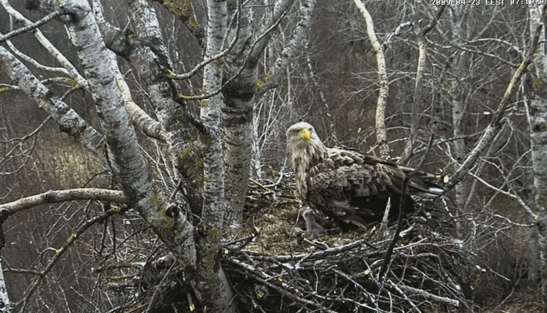 2009-04-23_061909.gif