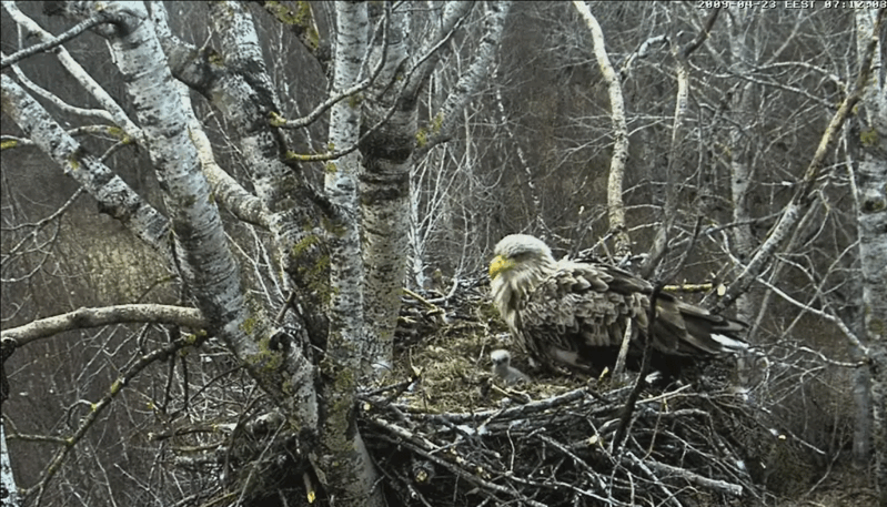 2009-04-23_061702.gif