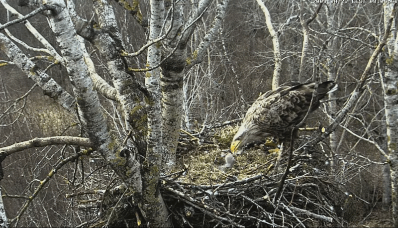 2009-04-23_194104.gif