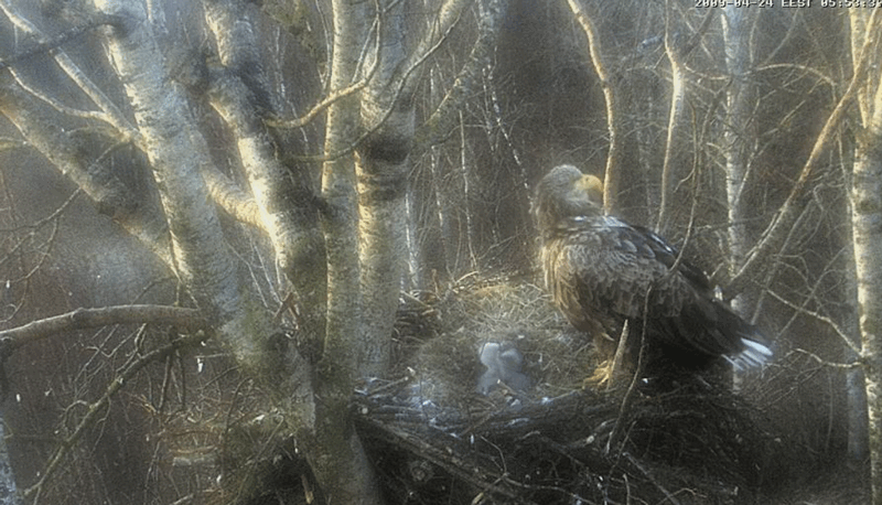 2009-04-24_061726.gif