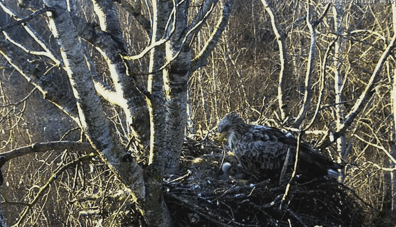 2009-04-24_062440.gif