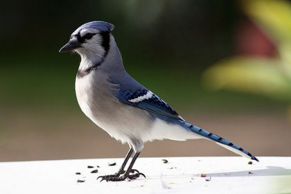 kkszajk-large.jpg