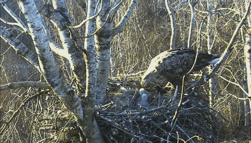 2009-04-25_053159.gif